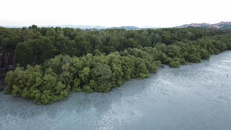Luftaufnahme-Mangrovenwald-Mit-Reihervögeln-Bei-Ebbe-In-Penang.